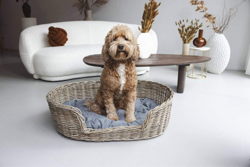 Rattan Dog Basket Oval - 70 cm long - Natural Gray - PVB Collection