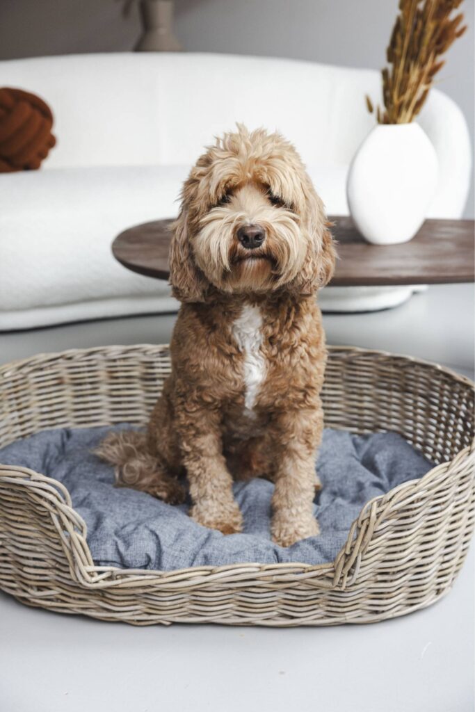 Rattan Dog Basket Oval - 70 cm long - Natural Gray - PVB Collection