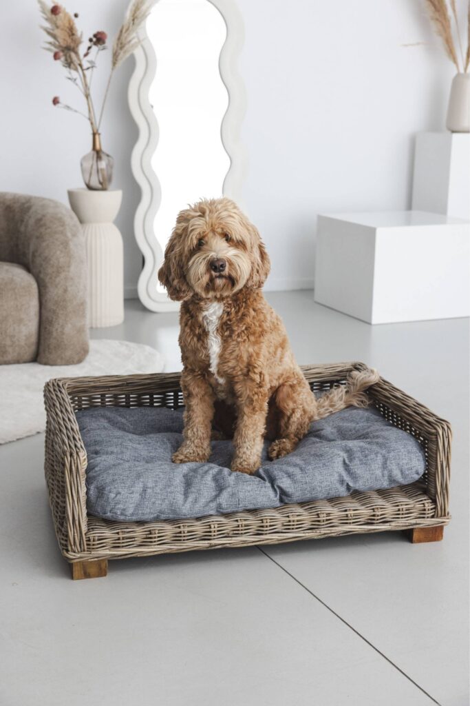 Rattan Dog Basket Rectangle - 50 cm long - Natural Gray - PVB Collection